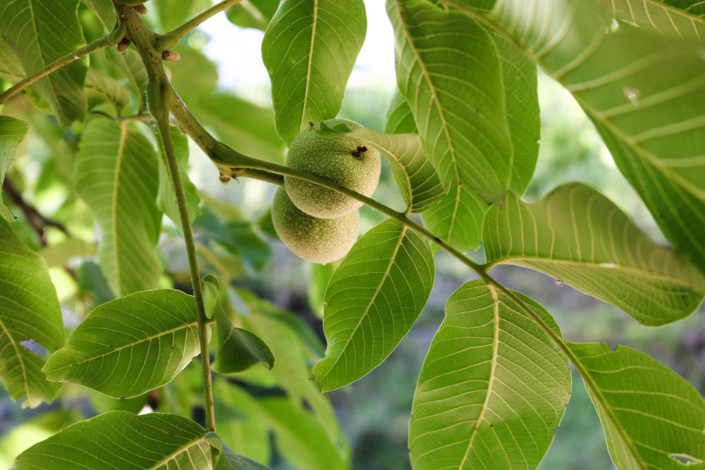 Garcinia Cambogia fruit