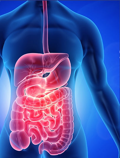 X Ray Of The Digestive System