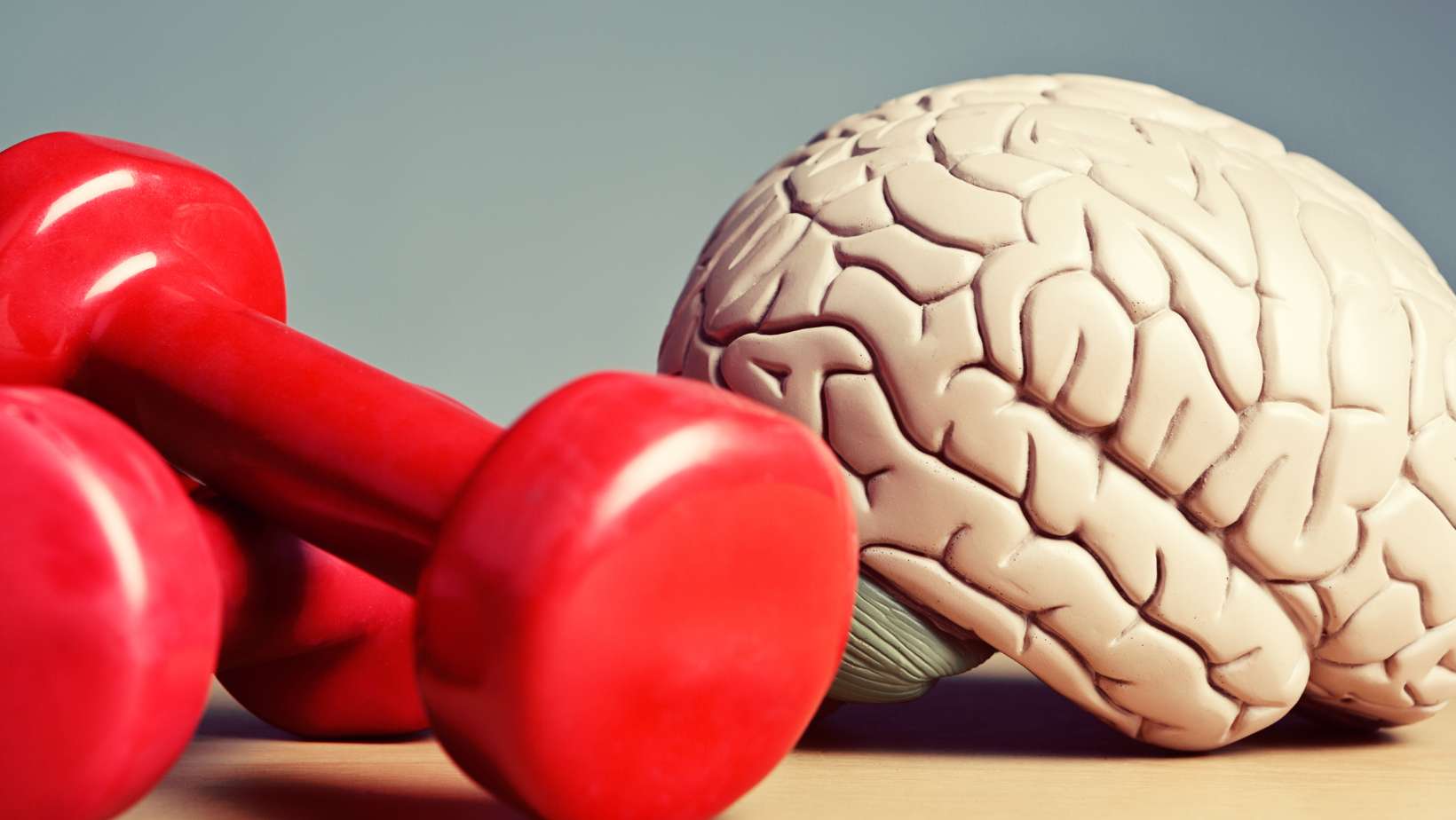 A model brain sits next to exercise weights. Metaphor for heavyweight intellects