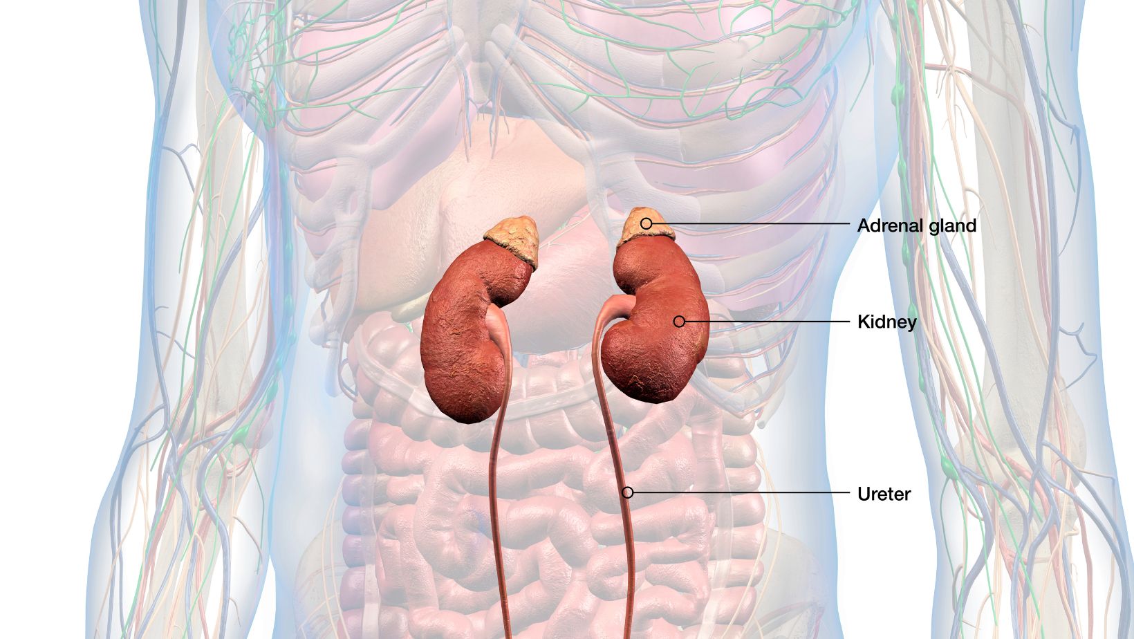 Adrenals, Kidneys, Urinary System, Prostate Gland Labeled
