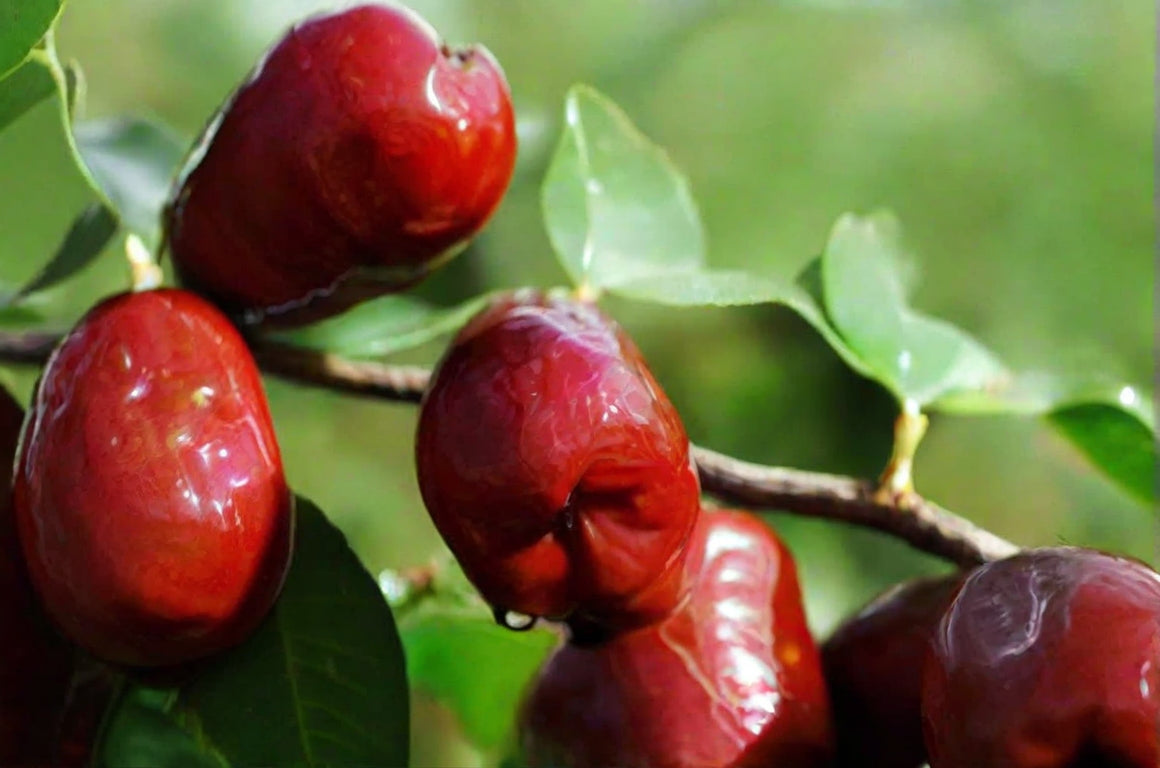 Chinese Red Date also known as jujube fruit