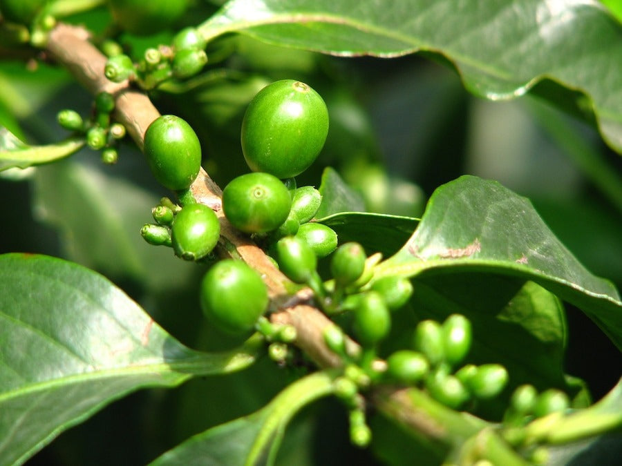Closeup of green coffee beans growing on the branch