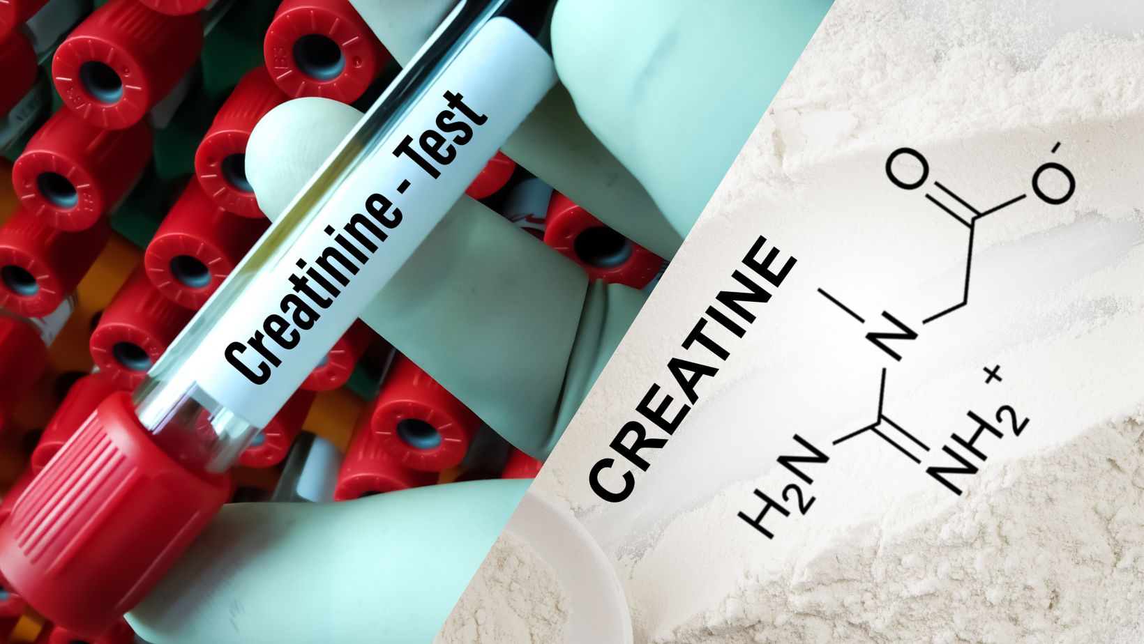 What is the Difference Between Creatine and Creatinine? Simply