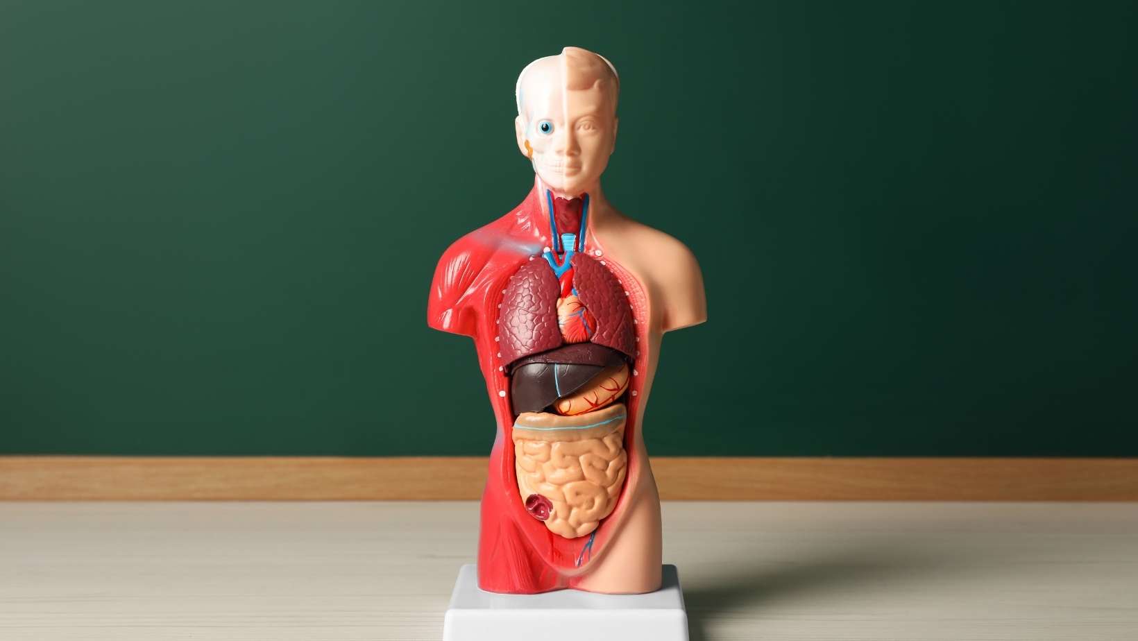 Human Anatomy Mannequin Showing Internal Organs near Chalkboard