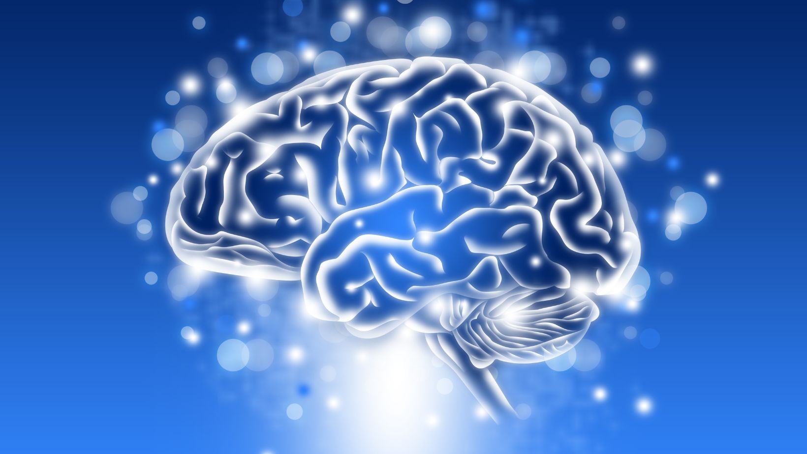 Image of brain picturing human intelligence concept