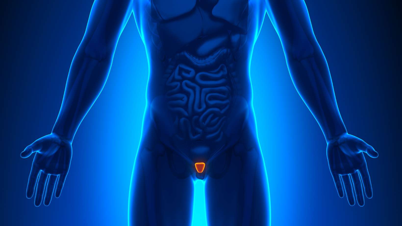 Medical Imaging - Male Organs Prostate