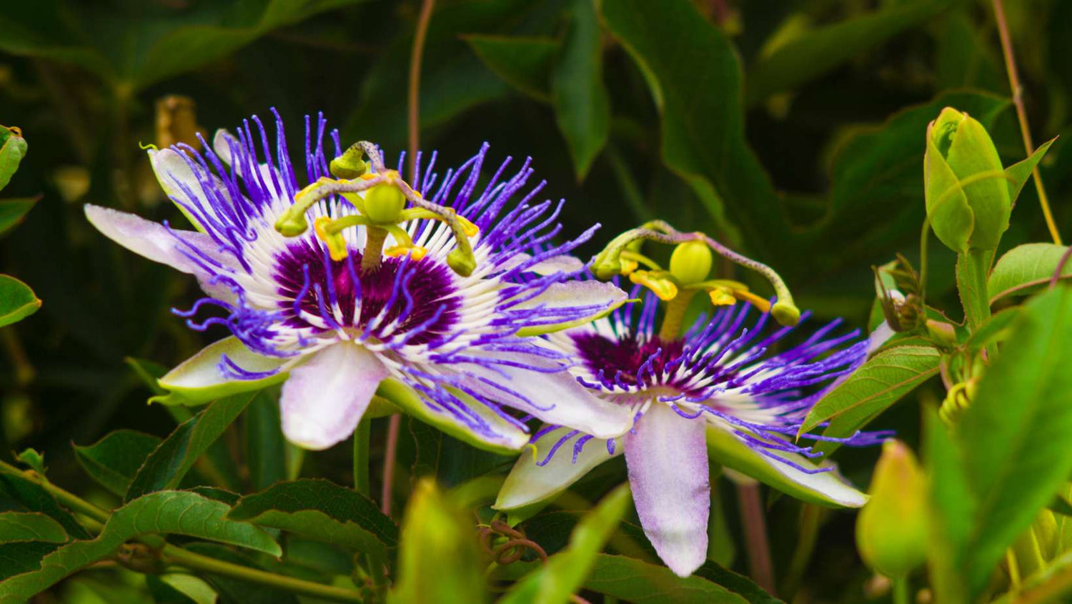Passionflower. Passiflora (passionflower) with dew water drops