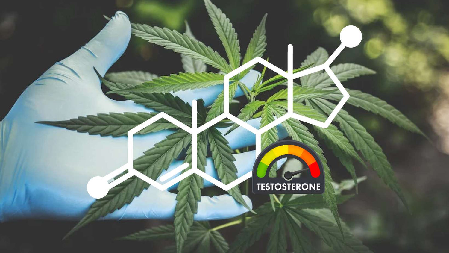 Person Holding Green Canabis with testosterone symbols over it