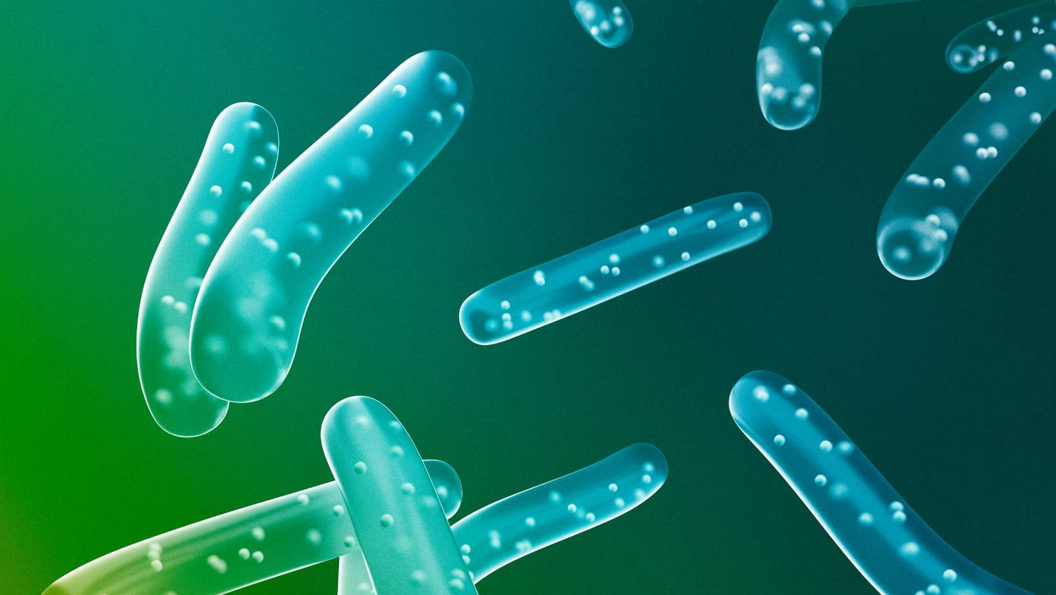 Probiotic Lactobacillis Bacteria