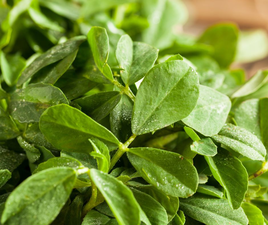 Raw Organic Fenugreek Methi Leaves