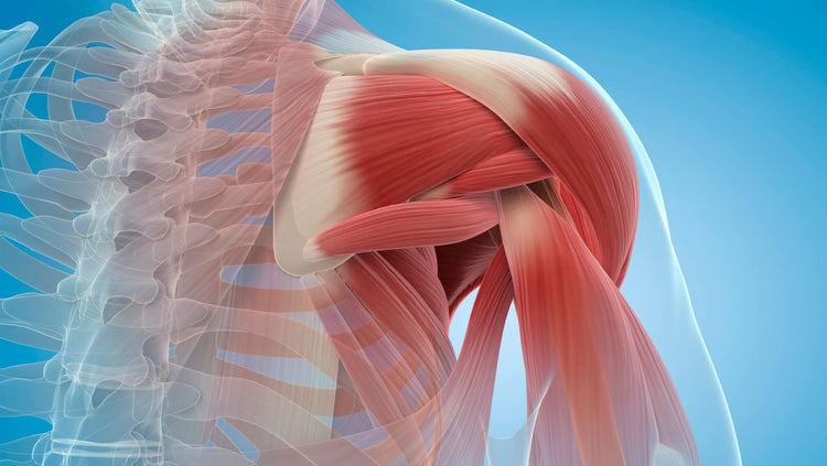 Unlocking Shoulder Supremacy: Pre and Post-Workout Stretches – Simply ...