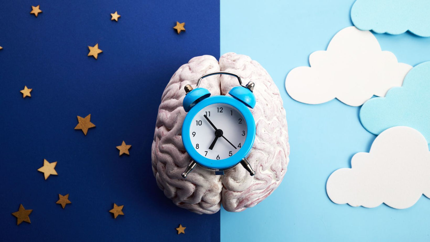 The Circadian Rhythms Are Controlled by Circadian Clocks or Biological Clock