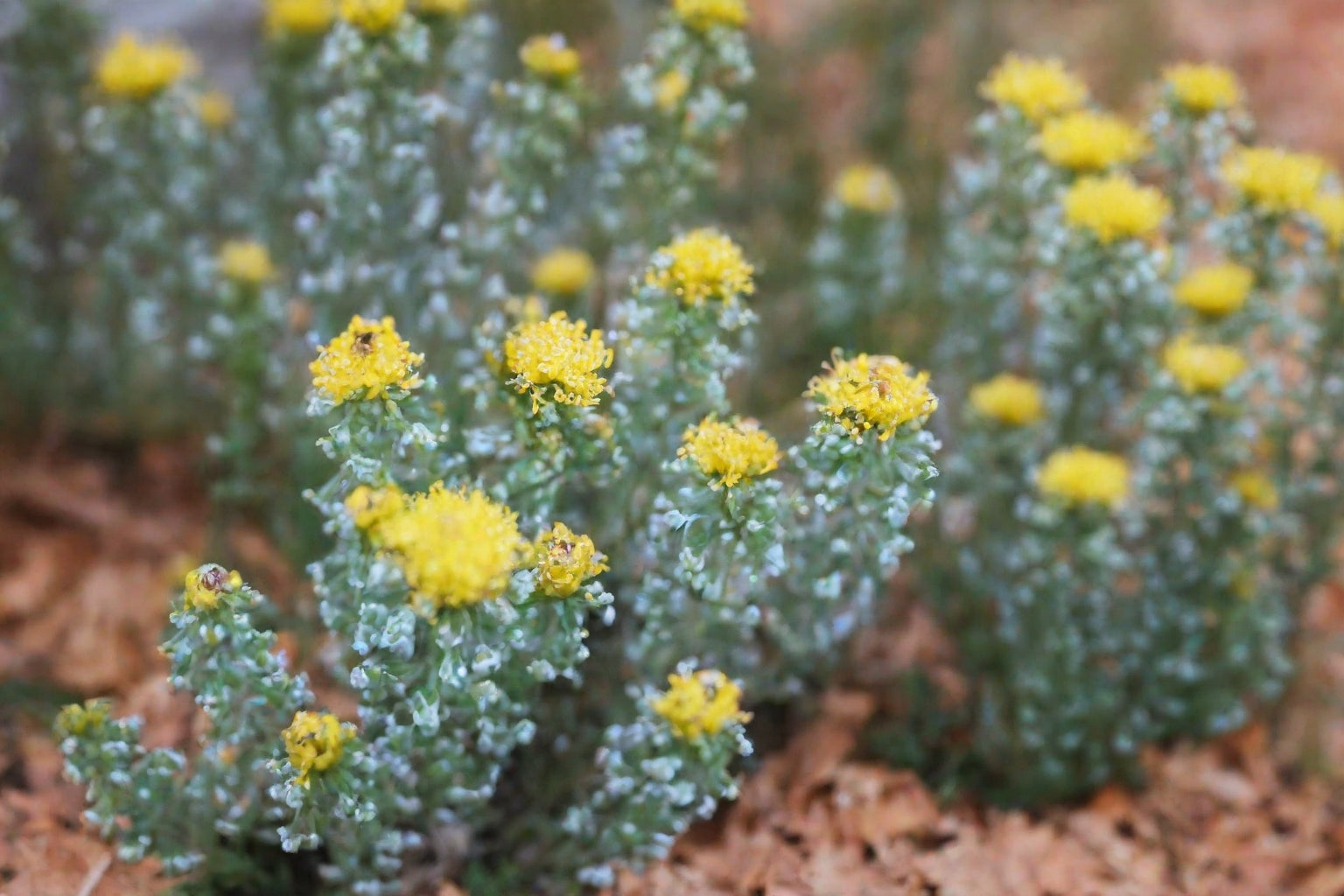 a blooming rhodiola
