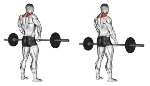 Barbell Shrug