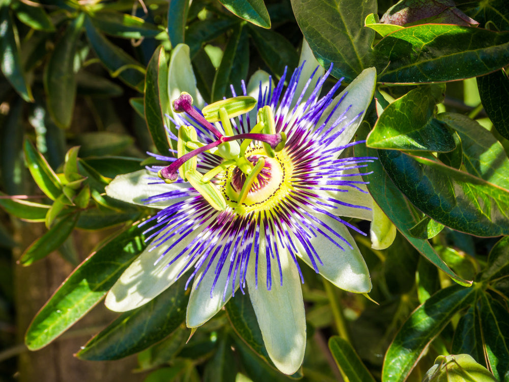 blooming passion flower