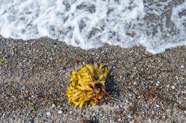 Bladderwrack
