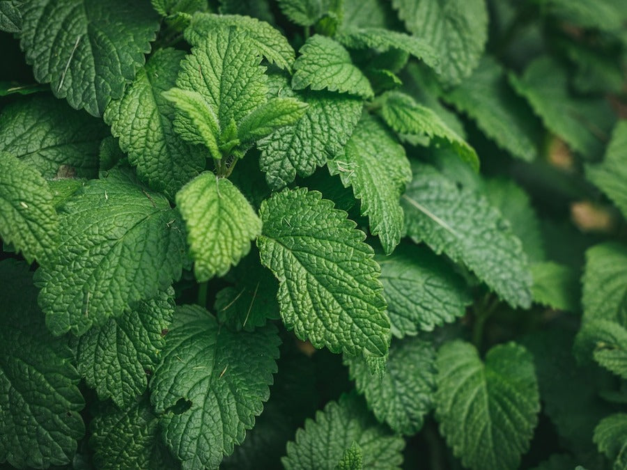 closeup shot of fresh oregano