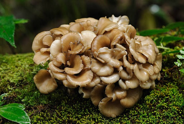 Maitake Mushroom
