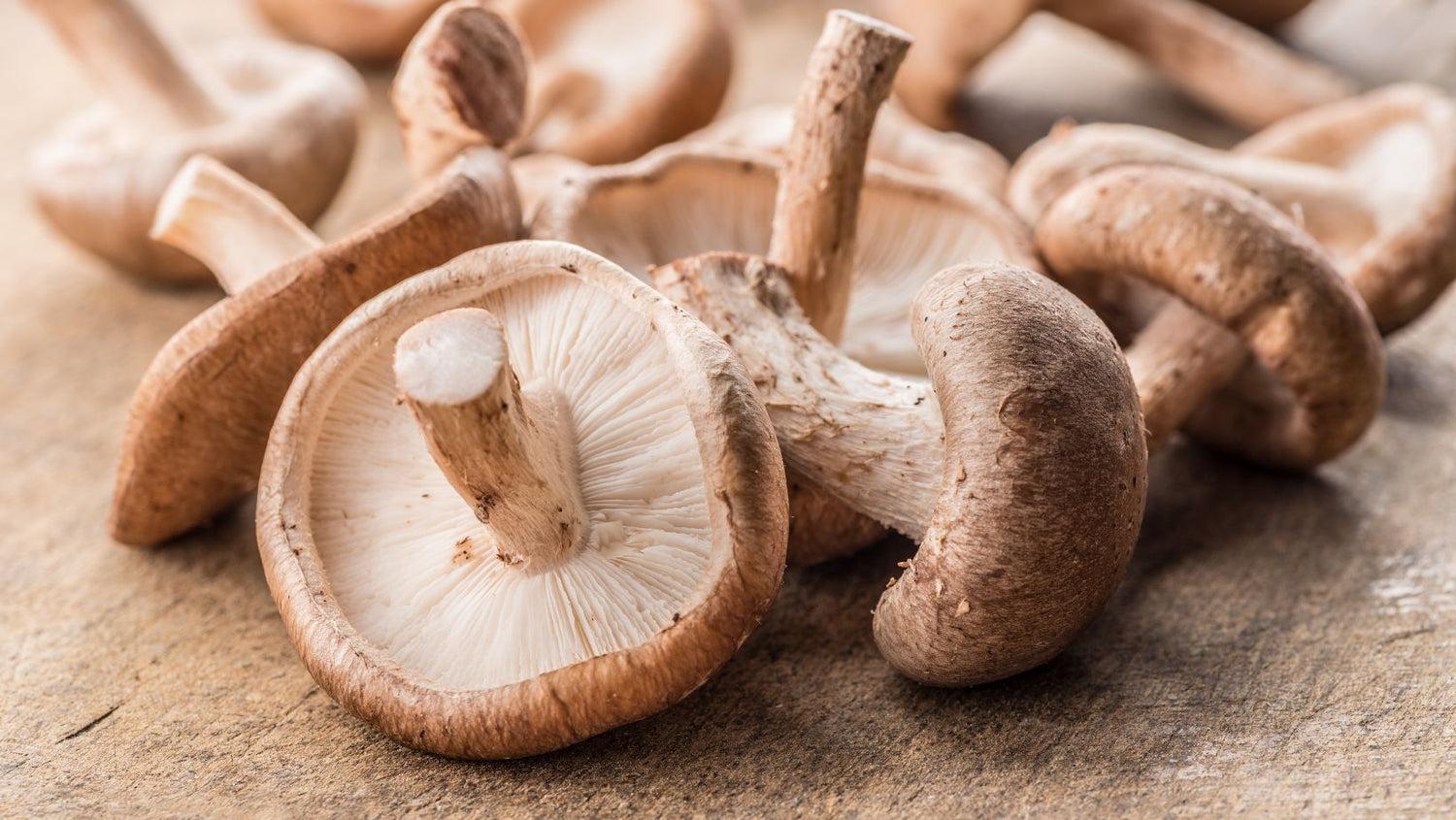 shiitake mushroom