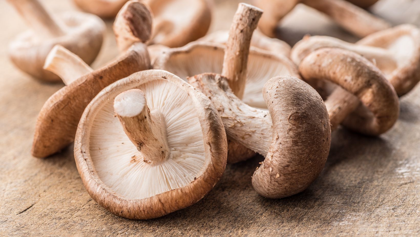 shiitake mushroom