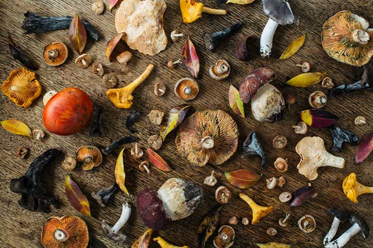 Health Supplements : Mushroom Complex Adaptogens