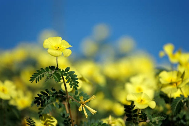 Tribulus Terrestris